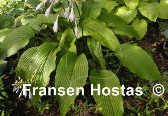 Hosta Jade Cascade - Fransen Hostas